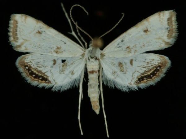 Cataclysta lemnata Cataclysta lemnata