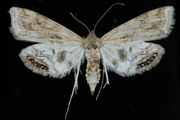 Cataclysta lemnata Cataclysta lemnata