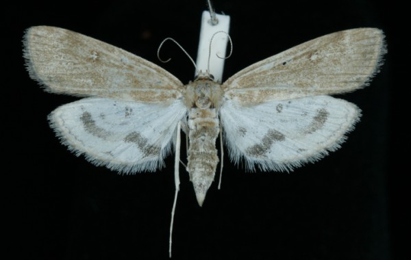 Parapoynx stratiotata