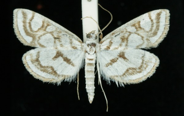 Nymphula nitidulata Nymphula nitidulata