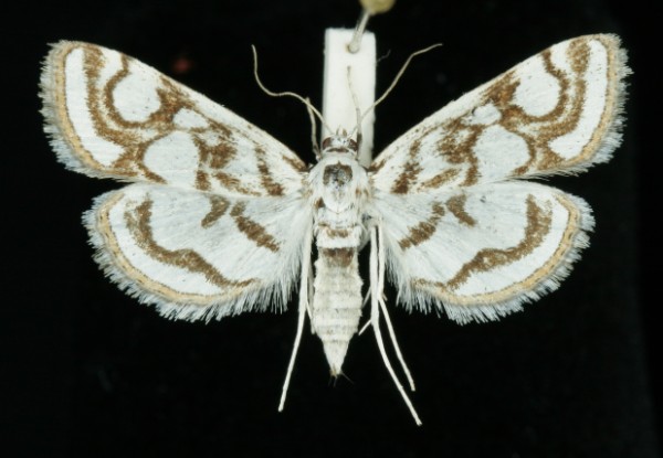 Nymphula nitidulata Nymphula nitidulata