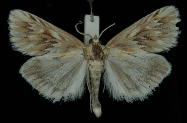 Cynaeda dentalis Cynaeda dentalis