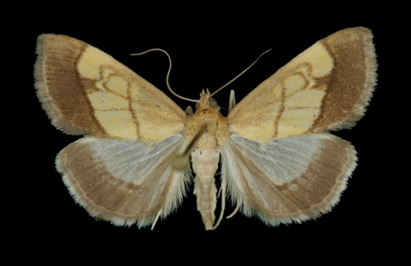 Evergestis limbata Evergestis limbata