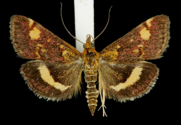 Pyrausta aurata Pyrausta aurata