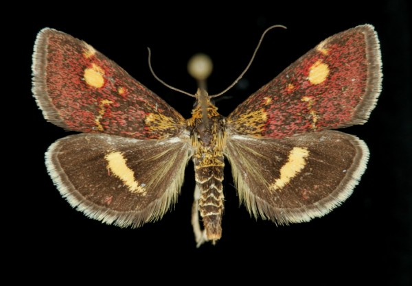 Pyrausta aurata Pyrausta aurata