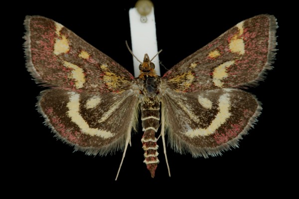 Pyrausta purpuralis Pyrausta purpuralis