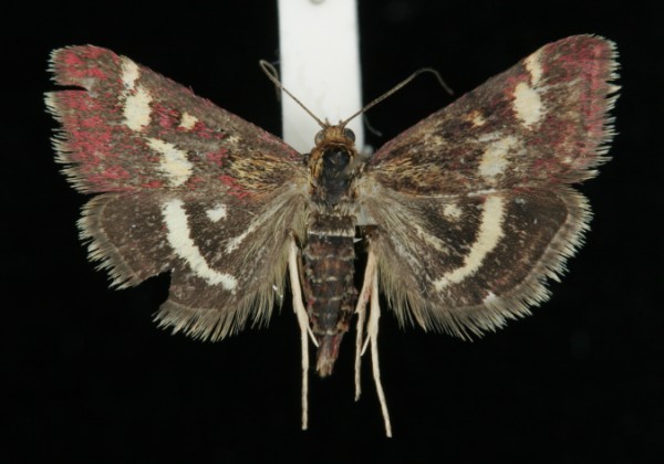 Pyrausta purpuralis Pyrausta purpuralis