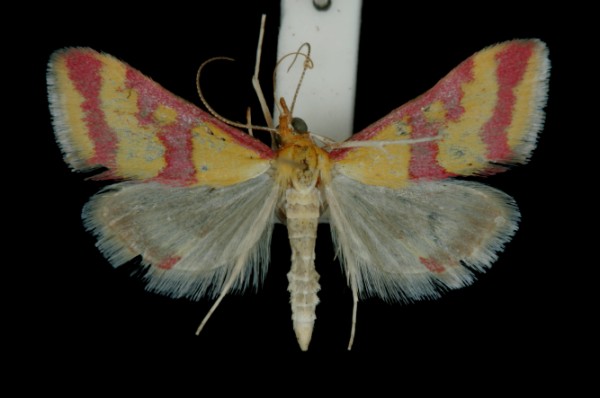 Pyrausta sanguinalis Pyrausta sanguinalis
