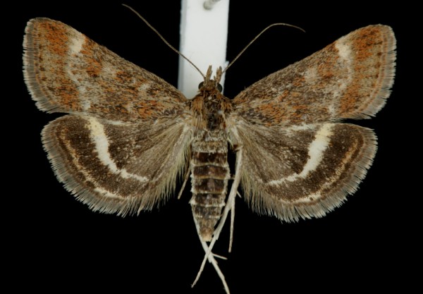 Pyrausta despicata Pyrausta despicata