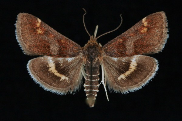 Pyrausta porphyralis Pyrausta porphyralis