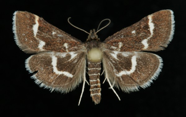 Pyrausta nigrata Pyrausta nigrata