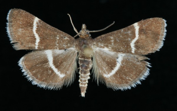 Pyrausta cingulata Pyrausta cingulata