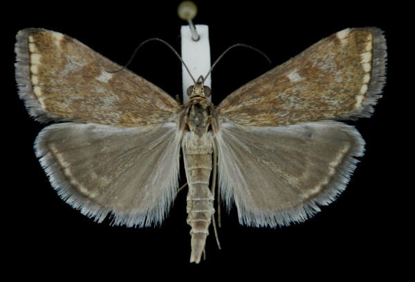 Loxostege sticticalis Loxostege sticticalis
