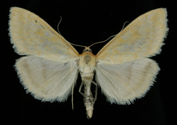 Sitochroa verticalis
