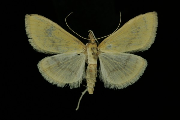 Paratalanta pandalis Paratalanta pandalis