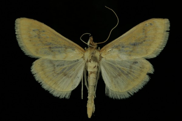 Paratalanta pandalis Paratalanta pandalis