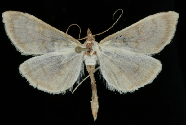 Paratalanta hyalinalis Paratalanta hyalinalis