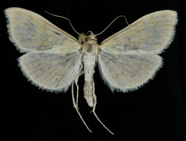 Paratalanta hyalinalis Paratalanta hyalinalis