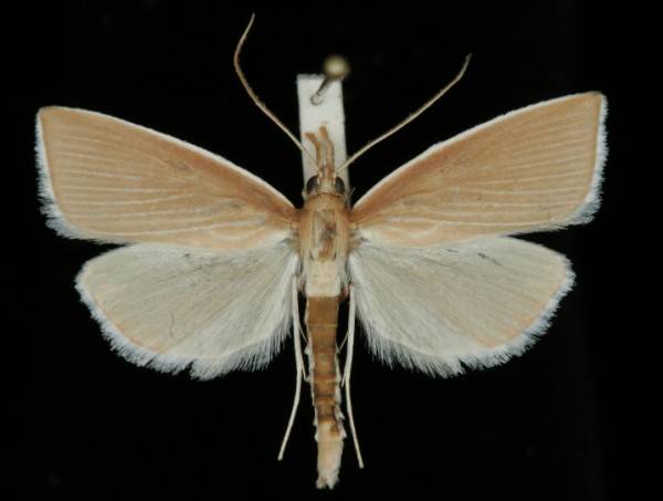 Sclerocona acutellus Sclerocona acutellus