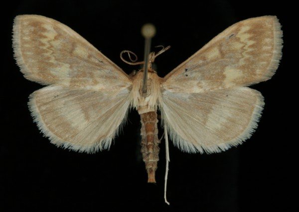 Ostrinia nubilalis Ostrinia nubilalis