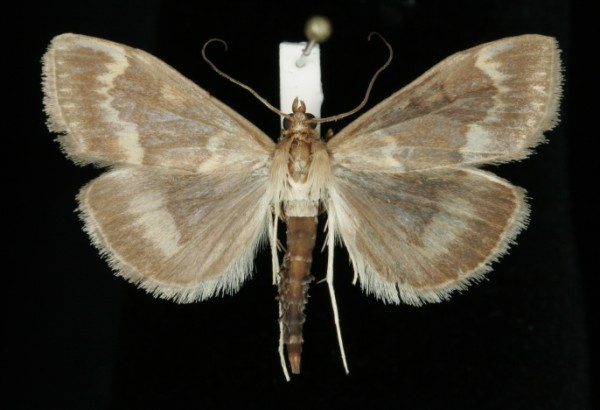 Ostrinia nubilalis Ostrinia nubilalis