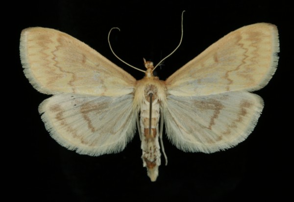 Ostrinia nubilalis Ostrinia nubilalis