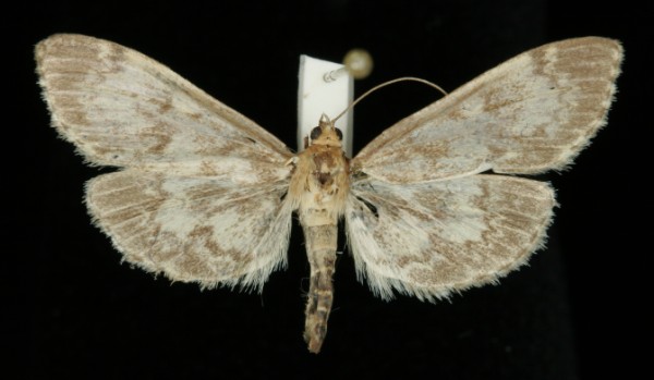 Anania lancealis Anania lancealis