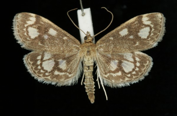 Anania coronata Anania coronata