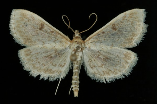 Anania perlucidalis Anania perlucidalis