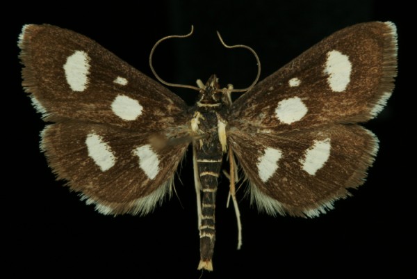 Anania funebris Anania funebris