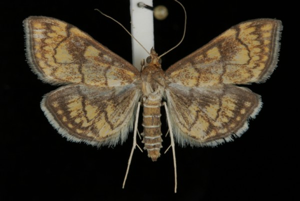 Anania verbascalis Anania verbascalis