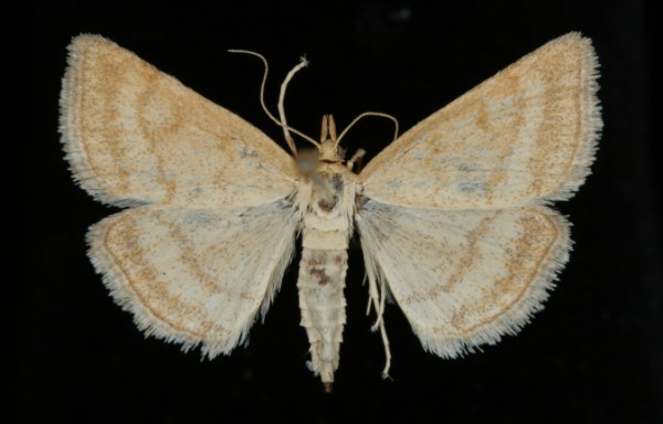 Psammotis pulveralis Psammotis pulveralis