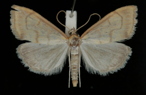 Anania crocealis Anania crocealis