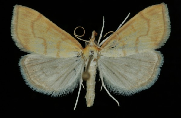 Anania crocealis Anania crocealis