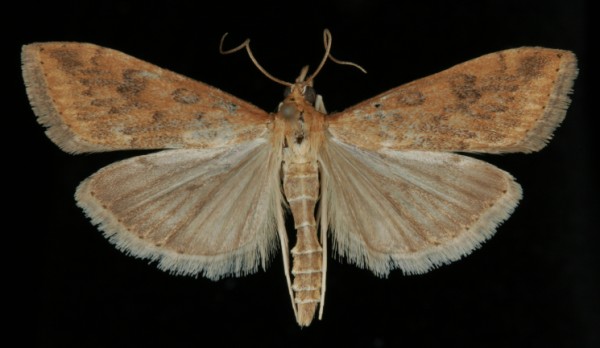 Udea ferrugalis Udea ferrugalis