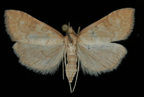 Udea fulvalis Udea fulvalis
