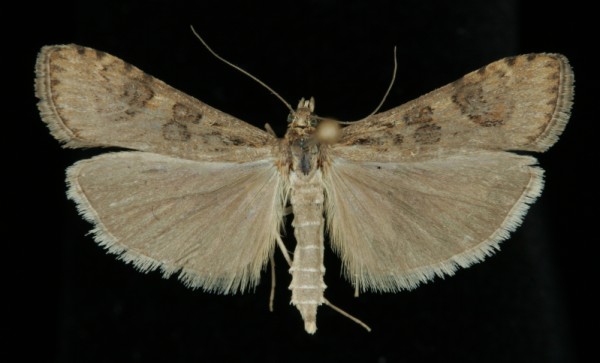 Nomophila noctuella Nomophila noctuella