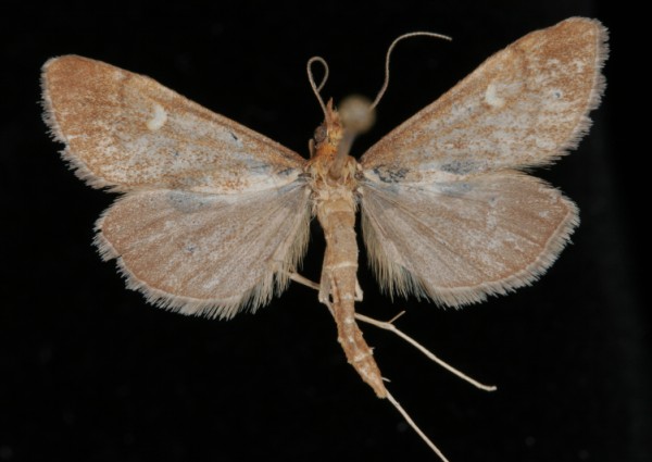 Dolicharthria punctalis Dolicharthria punctalis