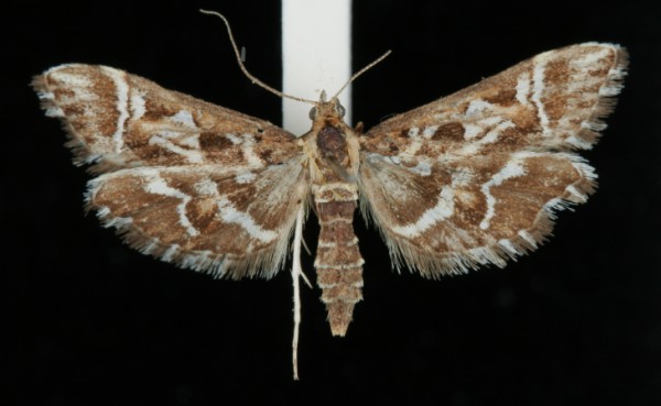 Diasemia reticularis Diasemia reticularis