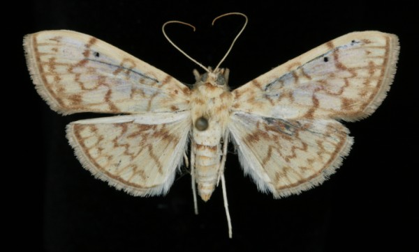 Syllepte derogata Syllepte derogata