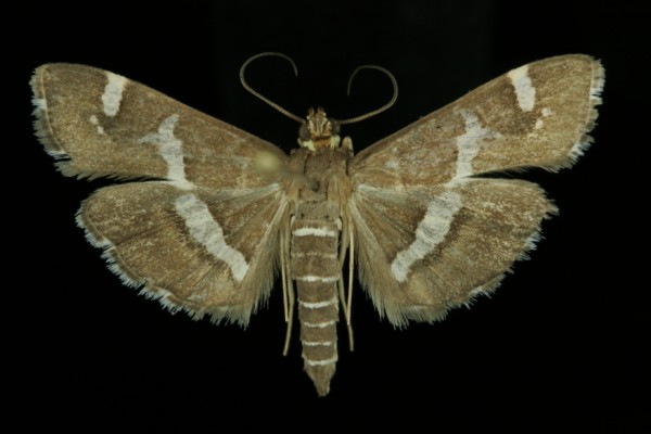 Spoladea recurvalis Spoladea recurvalis