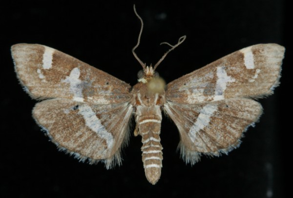 Spoladea recurvalis Spoladea recurvalis