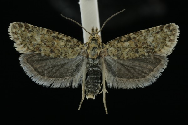 Aethes williana Aethes williana