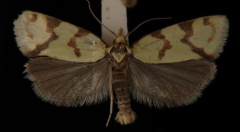 Agapeta hamana Agapeta hamana
