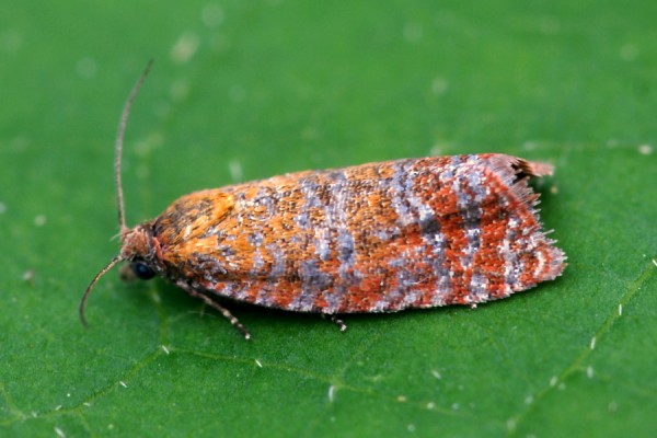 Argyroploce arbutella Argyroploce arbutella