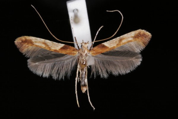 Caloptilia hemidactylella Caloptilia hemidactylella