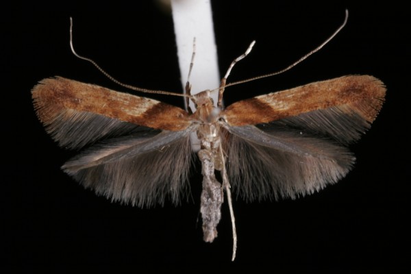 Caloptilia hemidactylella