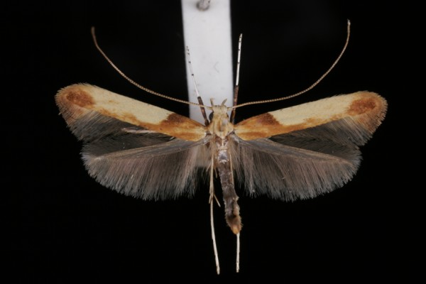 Caloptilia hemidactylella