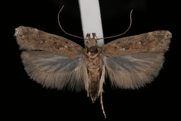 Chionodes distinctella Chionodes distinctella