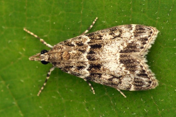 Eudonia lacustrata Eudonia lacustrata